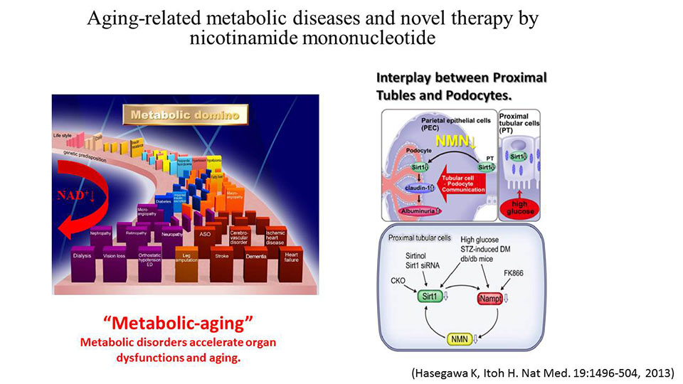 Aging-related metabolic diseases and novel therapy by 
nicotinamide mononucleotide