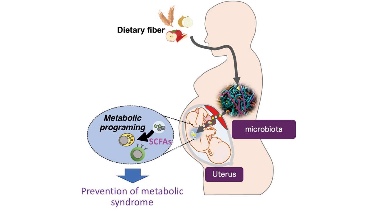 Maternal Gut Microbiota In Pregnancy Influences Offspring Metabolic